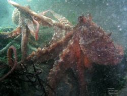 Fighting Octopi. These two baby Giant Pacific Octopi were... by David Andrews 